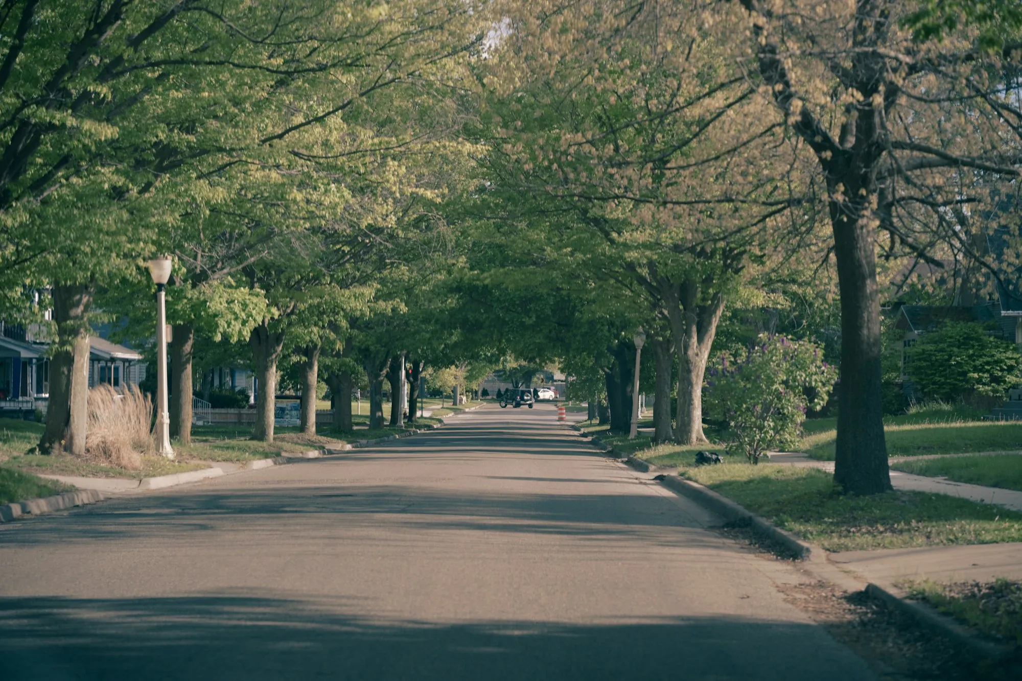 Quiet road lined with tall trees